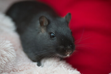 Poster - Close up face of black gerbil on red background, detailed