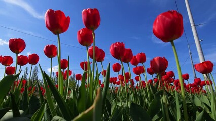 Wall Mural - Red blooming tulips bathed in the sun against the blue sky and cityscape - electric pylons and moving traffic