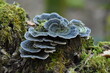 Blue fungi fungus on mossy tree stomp 