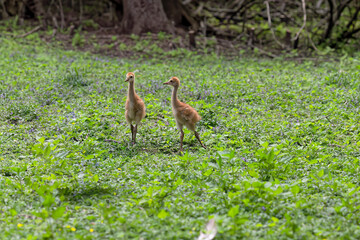 Poster - The Sandhill crane (Antigone canadensis), several day young ones in the meadow.