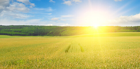 Wall Mural - Green wheat field and the sunrise . Wide photo.