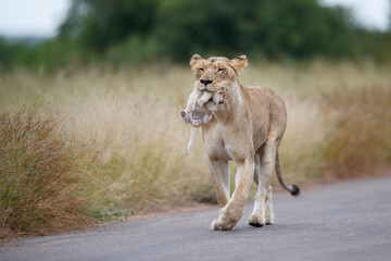 Wall Mural - Lioness (Panthera leo) mother walking  while carrying her newborn cub in her mouth, Kruger National Park, Mpumalanga, South Africa