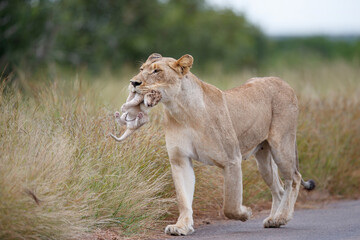 Wall Mural - Lioness (Panthera leo) mother walking  while carrying her newborn cub in her mouth, Kruger National Park, Mpumalanga, South Africa