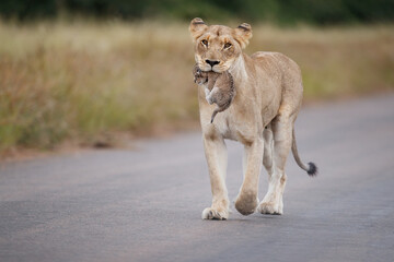 Wall Mural - Lioness (Panthera leo) mother walking  while carrying her newborn cub in her mouth, Kruger National Park, Mpumalanga, South Africa