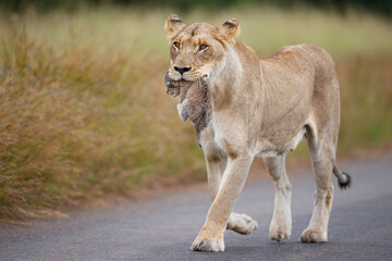 Wall Mural - Lioness (Panthera leo) mother walking  while carrying her newborn cub in her mouth, Kruger National Park, Mpumalanga, South Africa