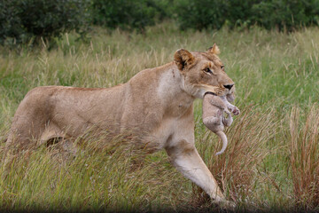 Wall Mural - Lioness (Panthera leo) mother walking  while carrying her newborn cub in her mouth, Kruger National Park, Mpumalanga, South Africa