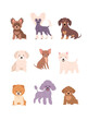 Cute Dogs collection. Vector illustration of funny cartoon diverse small breeds dogs in trendy flat style. Isolated on white.