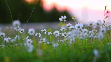 Poster - FHD Video of a beautiful daisy flowers field in sunset