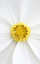 Cosmos Pure White Flower With Bright Yellow Stamen Macro Closeup 