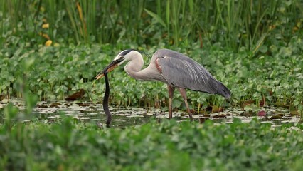 Canvas Print - Great blue heron eating a snake 