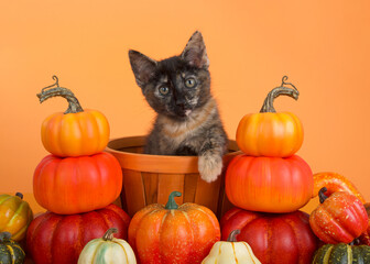 Wall Mural - Adorable Calico Tabby, or Caliby kitten sitting in an orange wicker basket surrounded by piles of miniature pumpkins. Kitten looking directly at viewer. Orange background.