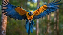 Blue And Yellow Macaw Ara Flying Among The Jungle