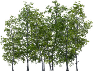 Wall Mural - sand birch trees group hq arch viz cutout