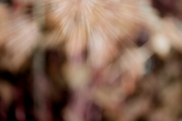 Wall Mural - abstract brown light motion on blurred gradient background. idea for wallpaper, website, brochure , 