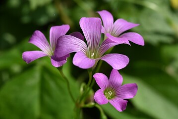 Wall Mural - Oxalis corymbosa ( Pink wood-sorrel ) flowers.
Oxalidaceae perennial plants. Blooms in early summer with 5-petaled pale purple-red flowers.