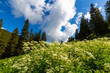 Pasture with white wild flowers and fir trees on a sunny morning in the mountains