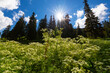 Pasture with white wild flowers and fir trees on a sunny morning in the mountains