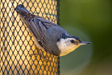 Close-up Of White-breasted Nuthatch Sitting On The Feeder.