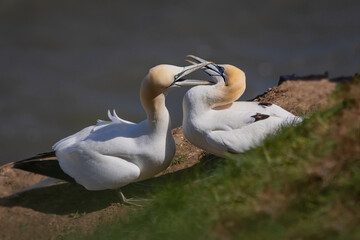 Aufkleber - close up study of two gannets fighting. One has its beak firmly fixed around the others