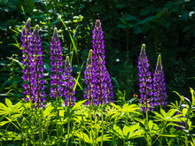 Close-up Photo Of Lupine Flowers
