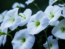 Close Up Of White Flowers With Shallow Depth Of Field, Selective Focus. AI Generated.