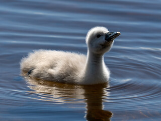 Poster - Schwan