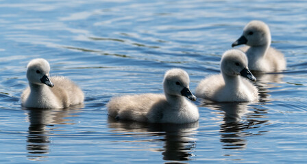 Poster - Schwan