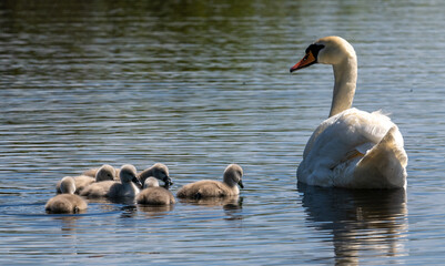 Poster - Schwan