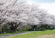 桜並木のある公園