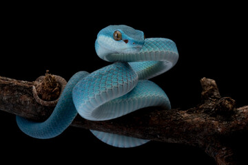 Wall Mural - blue viper snake on branch, baby viper snake closeup on isolated background, indonesian viper snake
