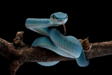 Wall Mural - blue viper snake on branch, baby viper snake closeup on isolated background, indonesian viper snake