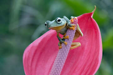 Wall Mural - tree frog on red bud, gliding frog (rhacophorus reinwardtii) sitting on red bud, javan tree frog on 