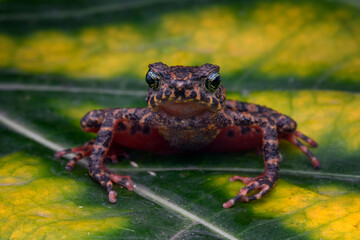 Wall Mural - bleeding toad or leptophryne cruentata closeup on leaves