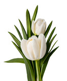 Fototapeta Tulipany - bouquet of white tulips, Generative AI
