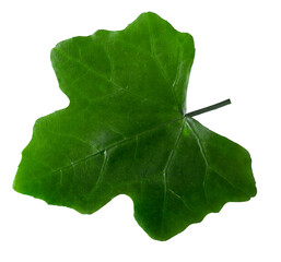 Sticker - fresh green leaves isolated on a transparent background