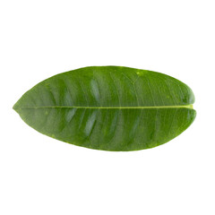 Wall Mural - Green leaf isolated on a transparent background.