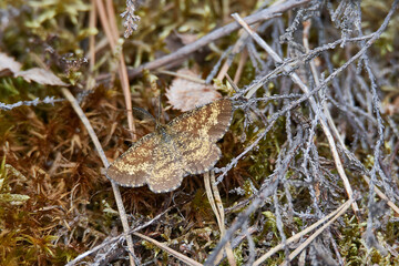 Heidespanner (Ematurga atomaria)	