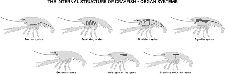 Wall Mural - The internal structure of Crayfish. Organ systems.