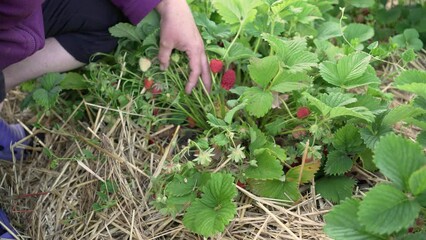 Wall Mural - picking ripe strawberries in the garden. Strawberry field on fruit farm. Fresh ripe organic strawberry in white basket next to strawberry bed on pick your own berry plantation.