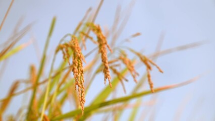 Wall Mural - Rice ear in rice field plant on plantation season and sky background in countryside 