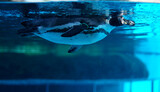 Fototapeta Przestrzenne - swimming penguin in the zoo 