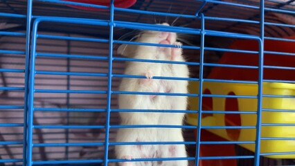 Wall Mural - Funny hamster with pink nose and black eyes gnaws his cage, close up. Funny hamster peeking out of cage with sawdust, looking for and eating food, selective focus.