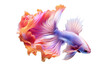 © Ron Dale - Siamese betta fish. Colorful magic fish with beautiful silk tail isolated on transparent png background. Amazing tropical goldfish ai generated illustration