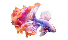 Siamese Betta Fish. Colorful Magic Fish With Beautiful Silk Tail Isolated On Transparent Png Background. Amazing Tropical Goldfish Ai Generated Illustration
