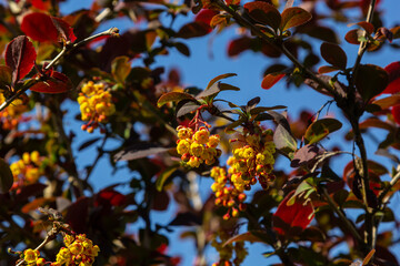 berberis thunbergii japanese barberry ornamental flowering shrub, group of beautiful small yellow pe