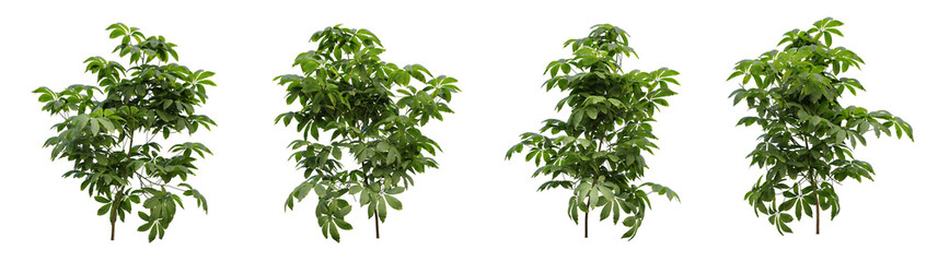 Wall Mural - set of green plants on transparent background, landscape design, 3d render illustration.