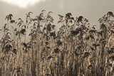 Fototapeta Fototapety z widokami - detale łąki w mroźny zimowy poranek