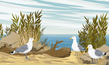 A Flock Of Seagulls Is Looking For Food On A Sandy Seashore With Stones And Bushes. Dry Grass And Sand On The Coast. Realistic Vector Landscape