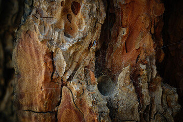 Wall Mural - Close-up of the bark of a large tree