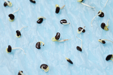 Canvas Print - Many vegetable seeds growing on wet tissue paper,Home garden concept.